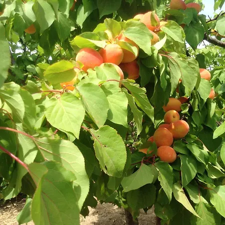 Charming House With Sea View In Chrousa, Fenced Garden Chrousa